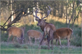 <p>JELEN LESNÍ (Cervus elaphus) obora /Red deer - Rothirsch/</p>